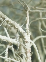 Usnea subscabrosa