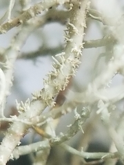 Usnea subscabrosa