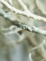 Usnea subscabrosa