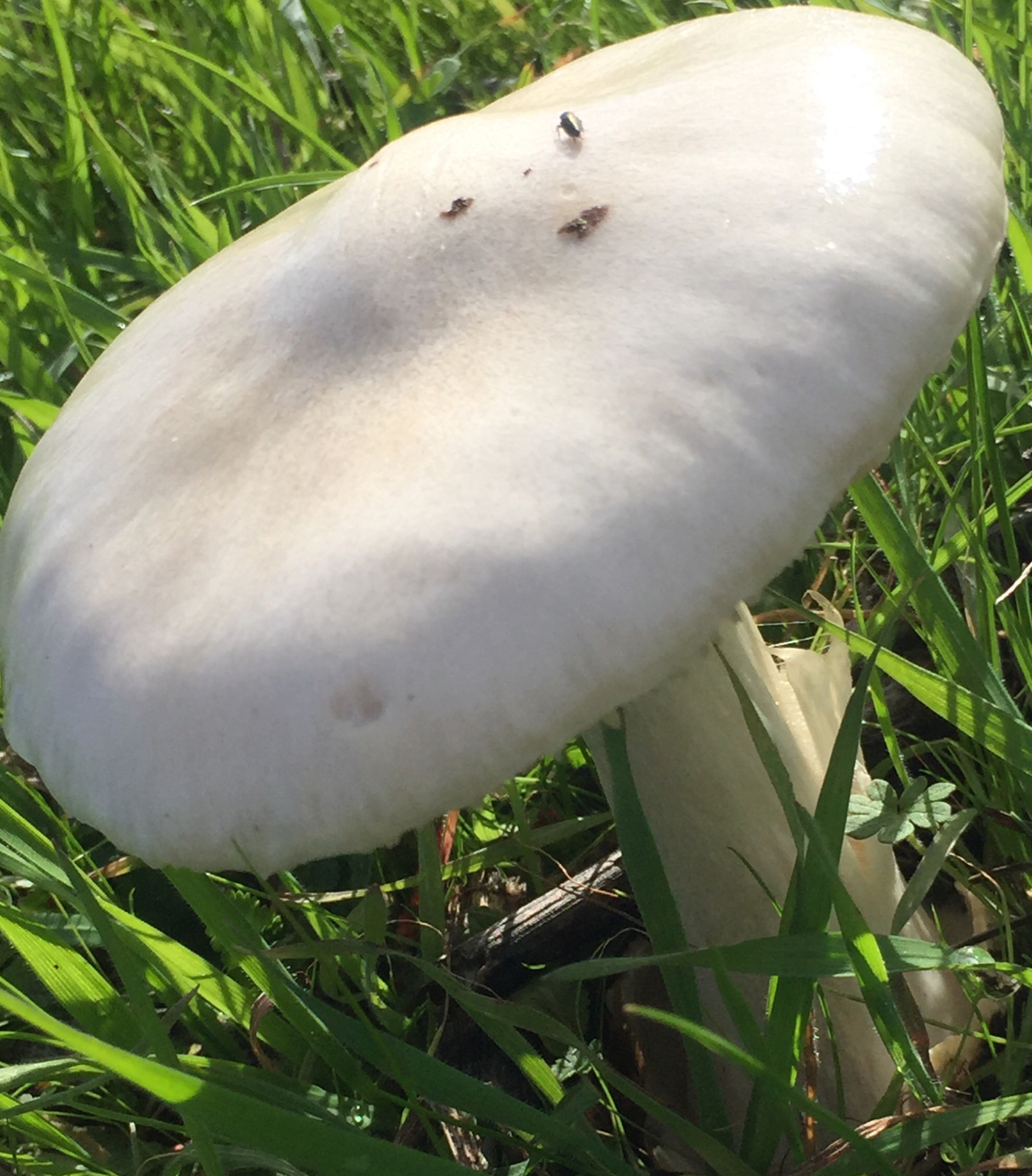 Volvariella gloiocephala image