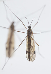 Cramptonomyia spenceri