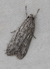 Phloeograptis obliquata