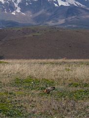 Theristicus branickii