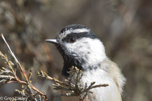 Mountain Chickadee
