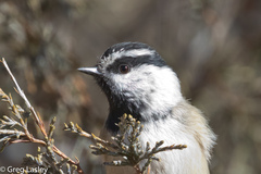 Mountain Chickadee photo 5