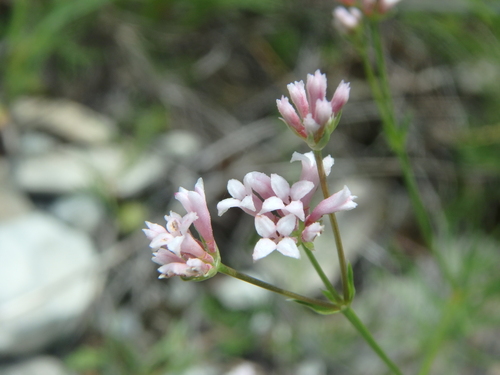 Asperula lipskyana