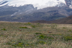 Theristicus branickii