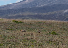 Theristicus branickii