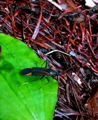 Gigantomiris jupiter