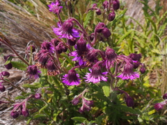 Senecio formosus
