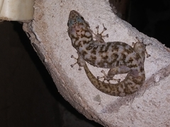 Phyllodactylus