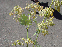 Macleaya