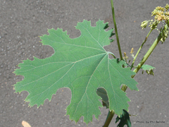 Macleaya