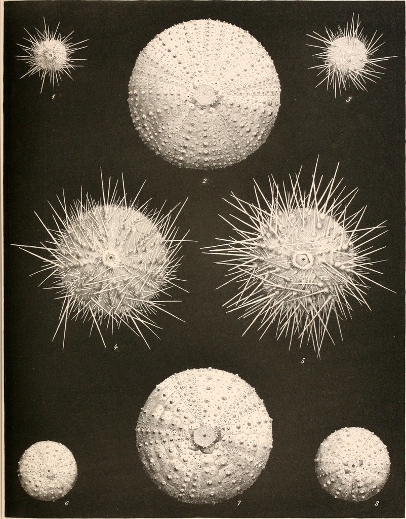 Gracilechinus alexandri