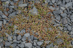 Crassula mataikona