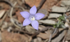Wahlenbergia stricta stricta