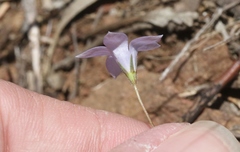 Wahlenbergia stricta stricta
