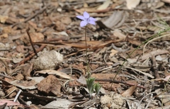 Wahlenbergia stricta stricta