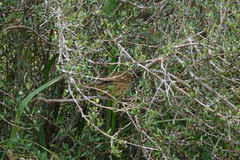 Poodytes punctatus punctatus