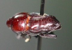 Madarellus