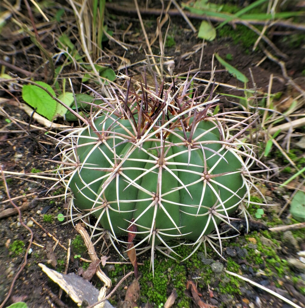 Melocactus lanssensianus, Pernambuco, BR