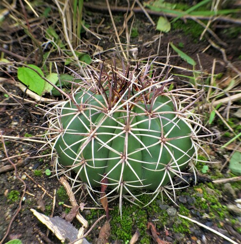 Melocactus lanssensianus