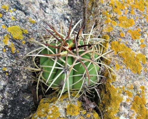 Melocactus lanssensianus