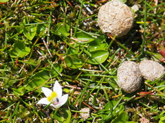 Lobelia oligophylla