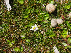 Lobelia oligophylla