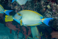 Acanthurus dussumieri