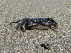 Pachygrapsus socius