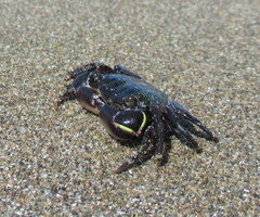Pachygrapsus socius
