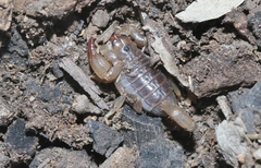 Urodacus manicatus