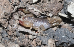 Urodacus manicatus