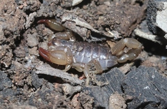 Urodacus manicatus