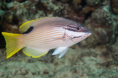 Hawaiian Hogfish photo 1