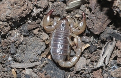 Urodacus manicatus