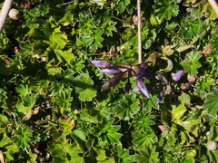 Gentianella rapunculoides