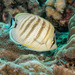 Pebbled Butterflyfish - Photo (c) David R, some rights reserved (CC BY-NC)