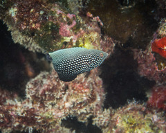 Anampses chrysocephalus