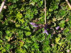 Gentianella rapunculoides