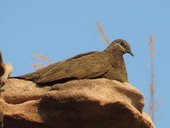 Petrophassa rufipennis