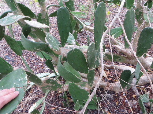 Opuntia cochenillifera