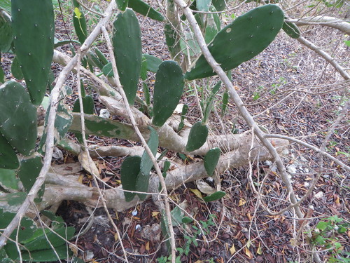 Opuntia cochenillifera