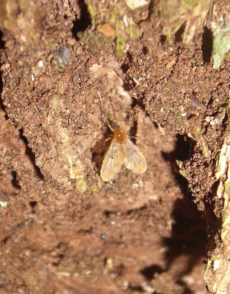 Notofairchildia zelandiae