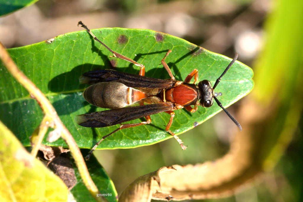 Polistes subsericeus