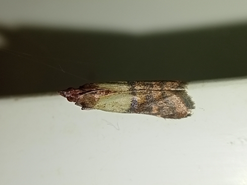 Plodia interpunctella