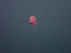 Gastropteron pacificum