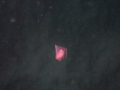 Gastropteron pacificum