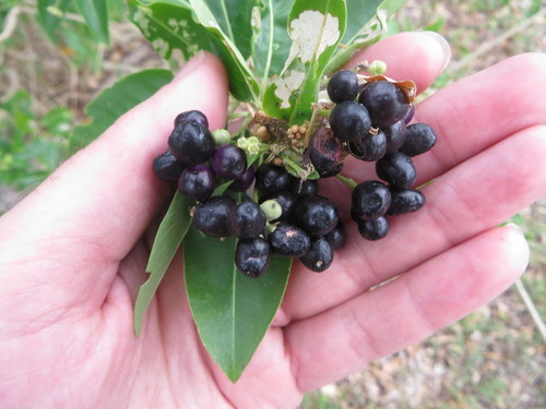 Image of Cestrum diurnum by (c) Ben Machado, some rights reserved (CC BY)